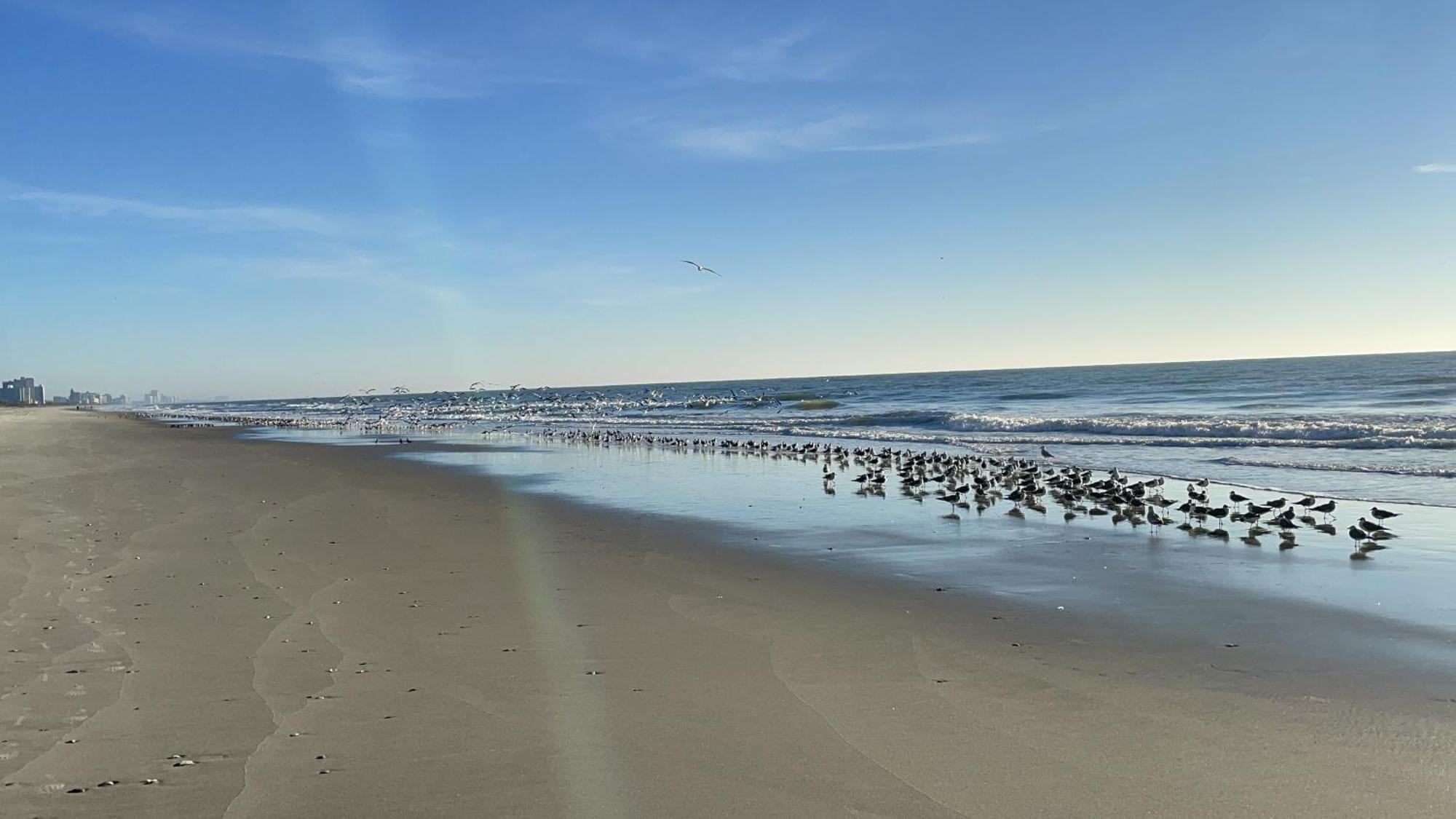 Blue Palmetto Vacation Rentals Myrtle Beach Exterior foto
